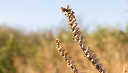 Hyoscyamus niger, commonly known as henbane, black henbane, or stinking nightshade, fruits and seeds.