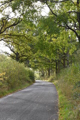 the road traveling through Monkwood in Worcestershire 