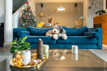 The room is decorated in the Christmas spirit and the dog is resting on the couch