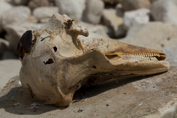 Decomposition of the corpse of a Black Sea dolphin. The skull of a marine mammal. Environmental cataclysm. Death of animals.