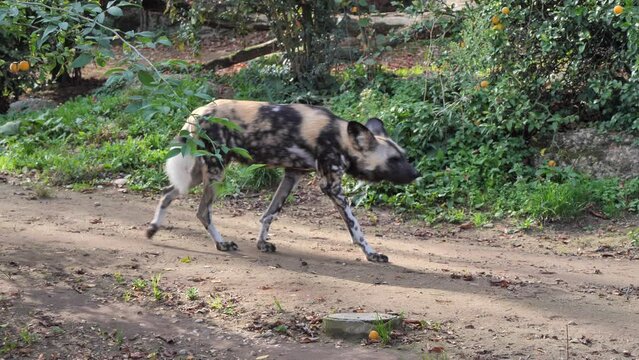 Hyena walking on sandy path surrounded by grass