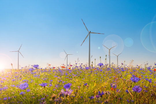 Beautiful Meadow Field Farm Landscape With Blue And Red Flowers, Wind Turbines To Produce Green Energy At Sunset Colors With Direct Sun Light With Lens Flare And Sun Rays In Germany