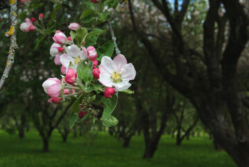 Apple tree flowers close-up in an old orchard. Selective focus. Spring postcard, background, texture.