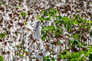 Harvesting. Fields of ripe cotton with open bolls and fluffy white cotton. Israel
