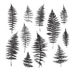 Set of prints of natural fern leaves. Botanical set of leaves for design, print, postcard, and pattern. Fern vector illustration.