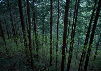 深い針葉樹林の中に広がる静寂と緑の景色