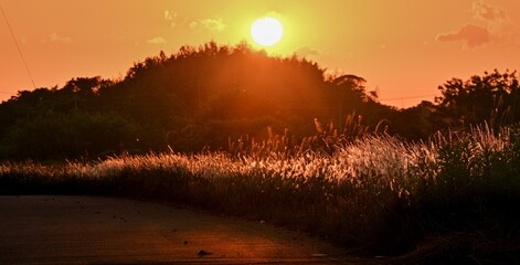 夕日が草原を照らす穏やかな秋の風景