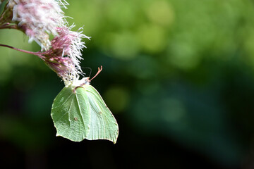 Gonepteryx rhamni (known as the common brimstone) butterfly sitting on the Eupatorium  blooming...