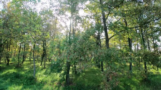 Video passeggiata nel bosco al mattino 