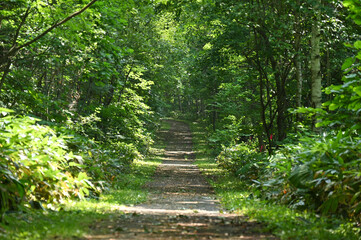木漏れ日の差し込む森の中の散歩道