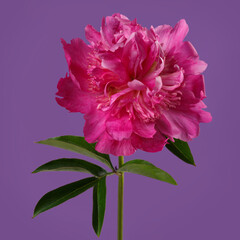 Beautiful pink  peony flower  isolated on purple background.