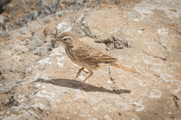 Endemic sparrow of Lanzarote, Passer hispaniolensis, over a volcano,  Canary islands, Spain