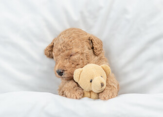 Newborn Toy Poodle puppy sleeps under  white blanket on a bed at home and hugs favorite toy bear. Top down view