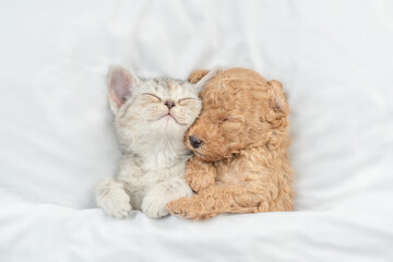 Cute tiny Toy Poodlepuppy hugs happy tabby kitten under white warm blanket on a bed at home. Top...
