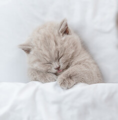 Cozy kitten sleeps under blanket on a bed at home. Top down view