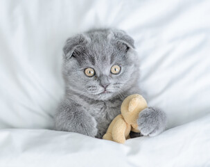 Surprised fold kitten embraces favorite toy bear under white warm blanket on a bed at home.Top down...
