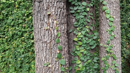 Green plants background
