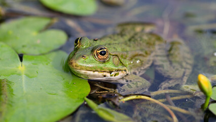 Grenouille