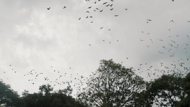 Pigeons Flock Flying Over The Trees In Antigua, Guatemala. - low angle