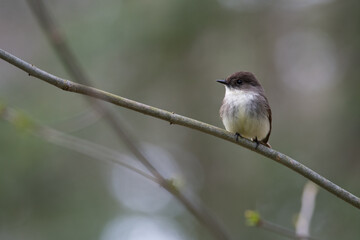 Eastern Phoebe perched on branch at a Pennsylvania State Park