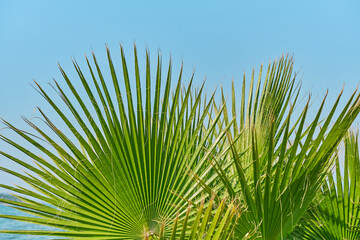 Palm leaves close-up against the background of blue sky, screensavers and background for advertising, wallpaper idea. Summer holidays on the mediterranean sea.