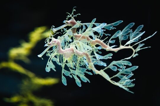 Closeup shot of tiny leafy sea dragons swimming in the sea on an isolated background