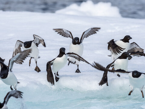 Adult Brunnich's guillemots (Uria lomvia) gathering on ice at Alkefjellet, Spitsbergen, Svalbard