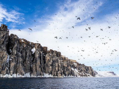 Adult Brunnich's guillemots (Uria lomvia) taking flight after a snow avalanche at Alkefjellet, Spitsbergen, Svalbard