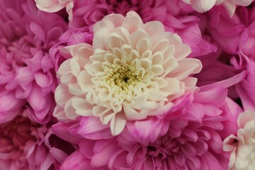 pink chrysanthemum flower