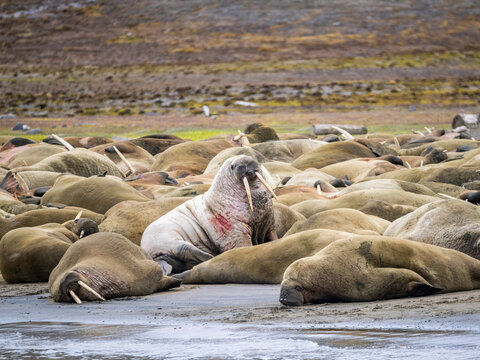 Adult male walruses (Odobenus rosmarus) hauled out on the beach at Kapp Lee, Edgeoya, Svalbard