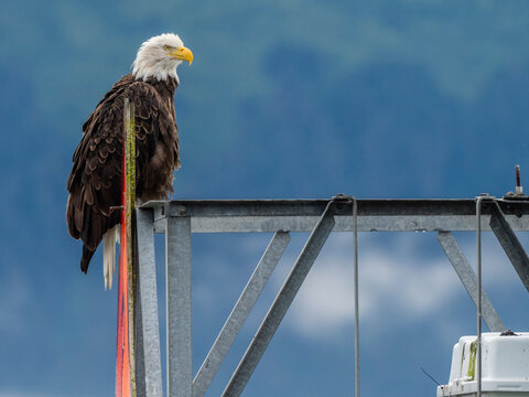 An adult bald eagle (Haliaeetus leucocephalus) perched on a channel marker outside Seward
