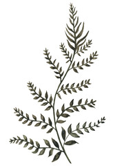 Fototapeta premium Thin watercolor twig to create a design