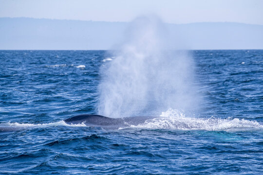 An adult blue whale (Balaenoptera musculus) surfacing for a breath in Monterey Bay National Marine Sanctuary, California