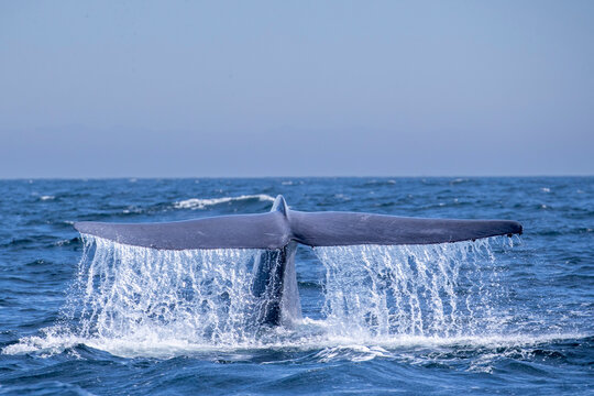 An adult blue whale (Balaenoptera musculus) flukes-up dive in Monterey Bay National Marine Sanctuary, California