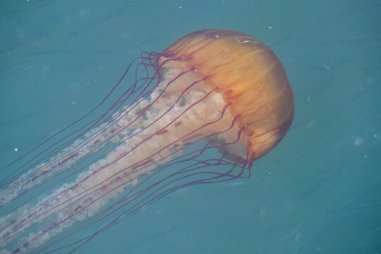 The planktonic scyphozoan Pacific sea nettle (Chrysaora fuscescens), Monterey Bay National Marine Sanctuary, California
