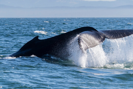 Adult humpback whale (Megaptera novaeangliae), tail throw in Monterey Bay National Marine Sanctuary, California