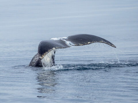 An adult bowhead whale (Balaena mysticetus), flukes-up dive off Somerset Island, Nunavut, Canada