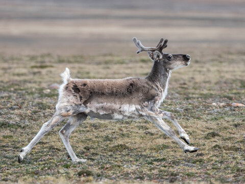 A Curious Adult Peary Caribou (Rangifer Tarandus Pearyi), Off Prince Regent Island, Nunavut, Canada