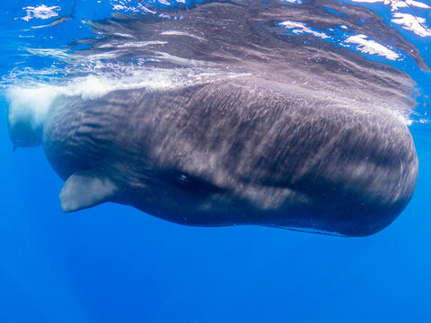 A mother and calf sperm whale (Physeter macrocephalus) swimming underwater off the coast of Roseau, Dominica, Windward Islands, West Indies