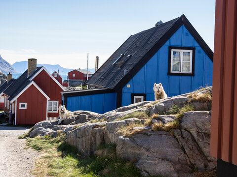 Adult Greenland dog (Canis familiaris) kept on chains as sled dogs in Uummannaq, Greenland, Denmark, Polar Regions