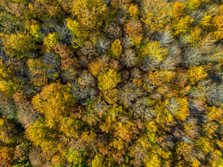 Autumn Aerial View. Top Down View of Autumn Forest with Green and Yellow Trees. 