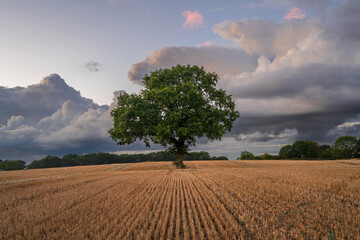 Lone tree in ploughed field with dramatic sky, Congleton, Cheshire, England, United Kingdom