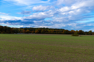 Fototapeta premium Group of autumn trees in front of a field