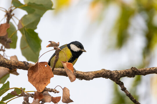 Great Tit perched on a tree branch