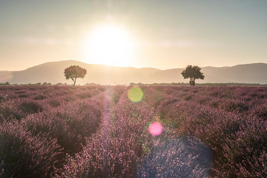 Two trees at the end of a lavender field at sunrise, Plateau de Valensole, Provence, France