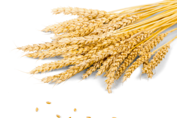 Wheat ears isolated on white background