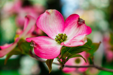 Dogwood flowers in spring. Beautiful white Dogwood blossoms up close. Delicate natural beauty outdoors. Decorative flower bush in springtime.