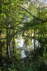 Fototapeta na wymiar Reflets des arbres et feuillages sur la rivière