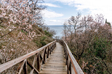 Fototapeta na wymiar wooden path to the sea through flowering trees
