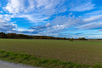 Fototapeta premium Group of autumn trees in front of a field